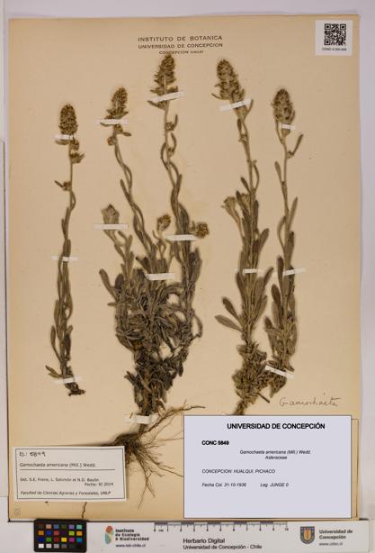 Gamochaeta americana [Espécimen: UDEC:CONC:0005849]