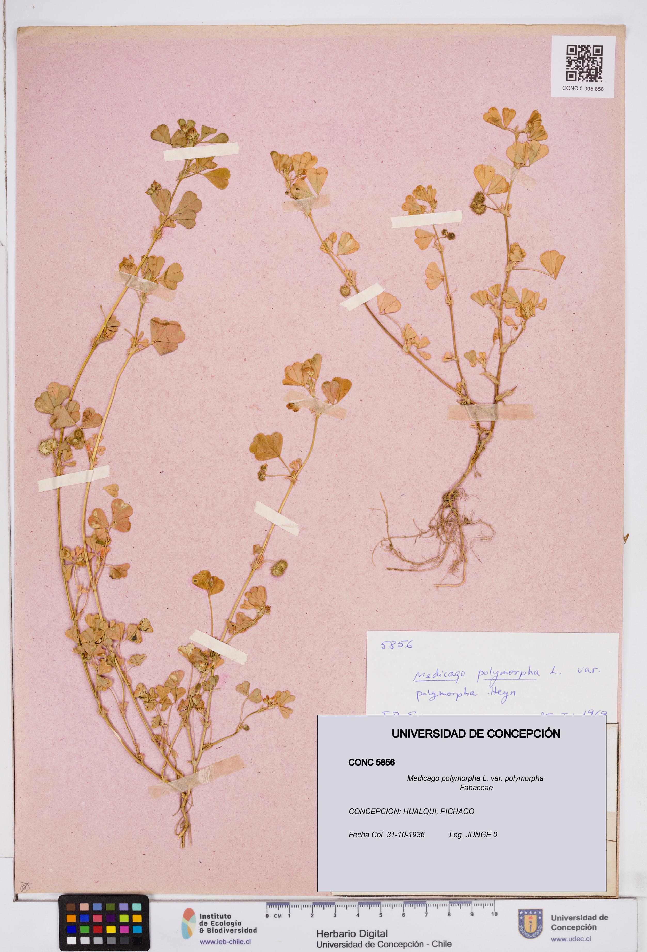 Medicago polymorpha var. polymorpha [Espécimen: ]