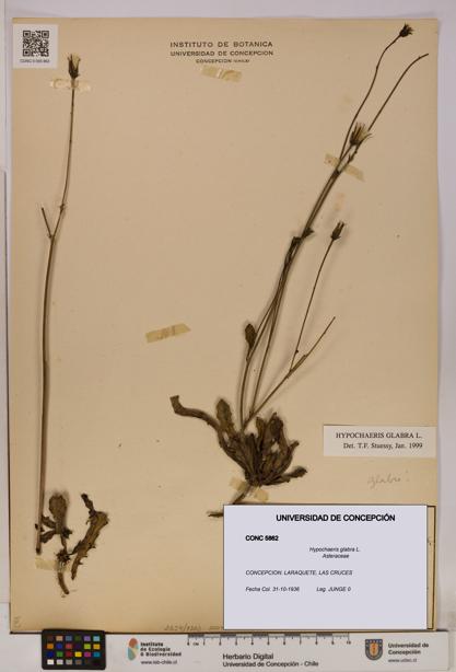 Hypochaeris glabra [Espécimen: UDEC:CONC:0005862]