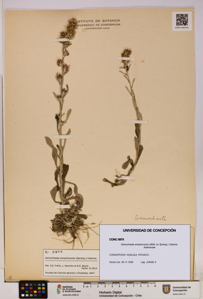 Gamochaeta simplicicaulis [Espécimen: UDEC:CONC:0005875]