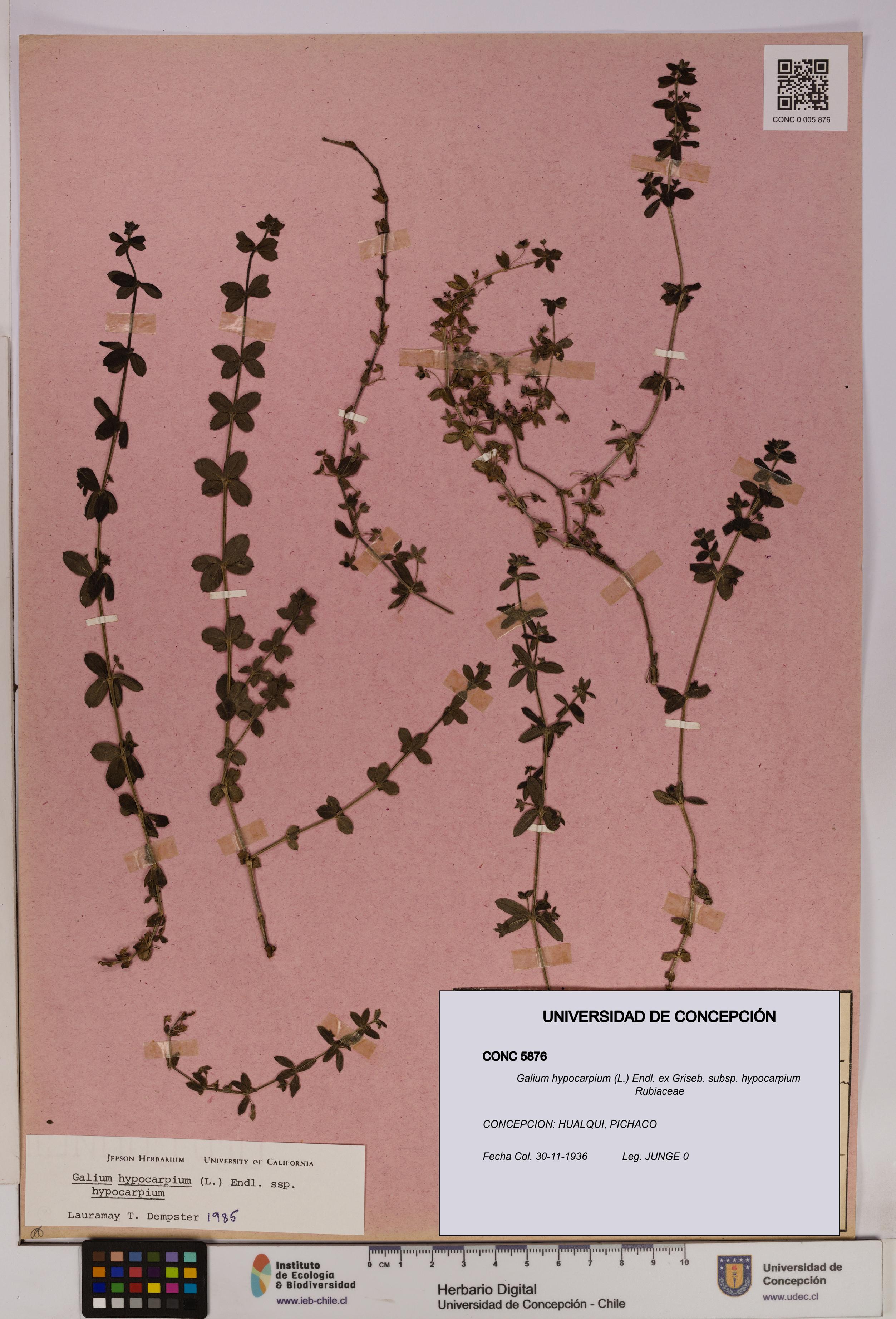 Galium hypocarpium subsp. hypocarpium [Espécimen: UDEC:CONC:0005876]