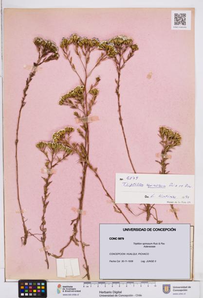 Triptilion spinosum [Espécimen: ]