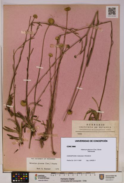 Helenium glaucum [Espécimen: UDEC:CONC:0005880]