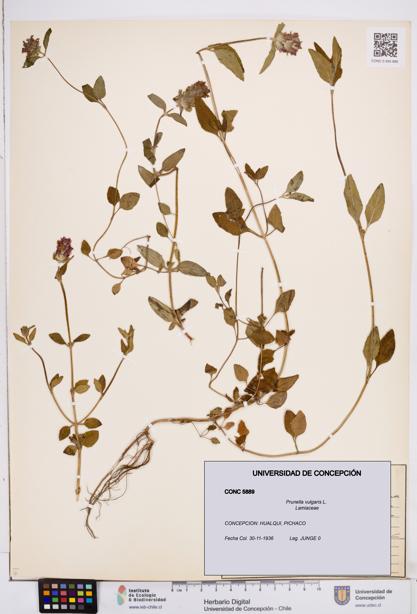 Prunella vulgaris [Espécimen: ]
