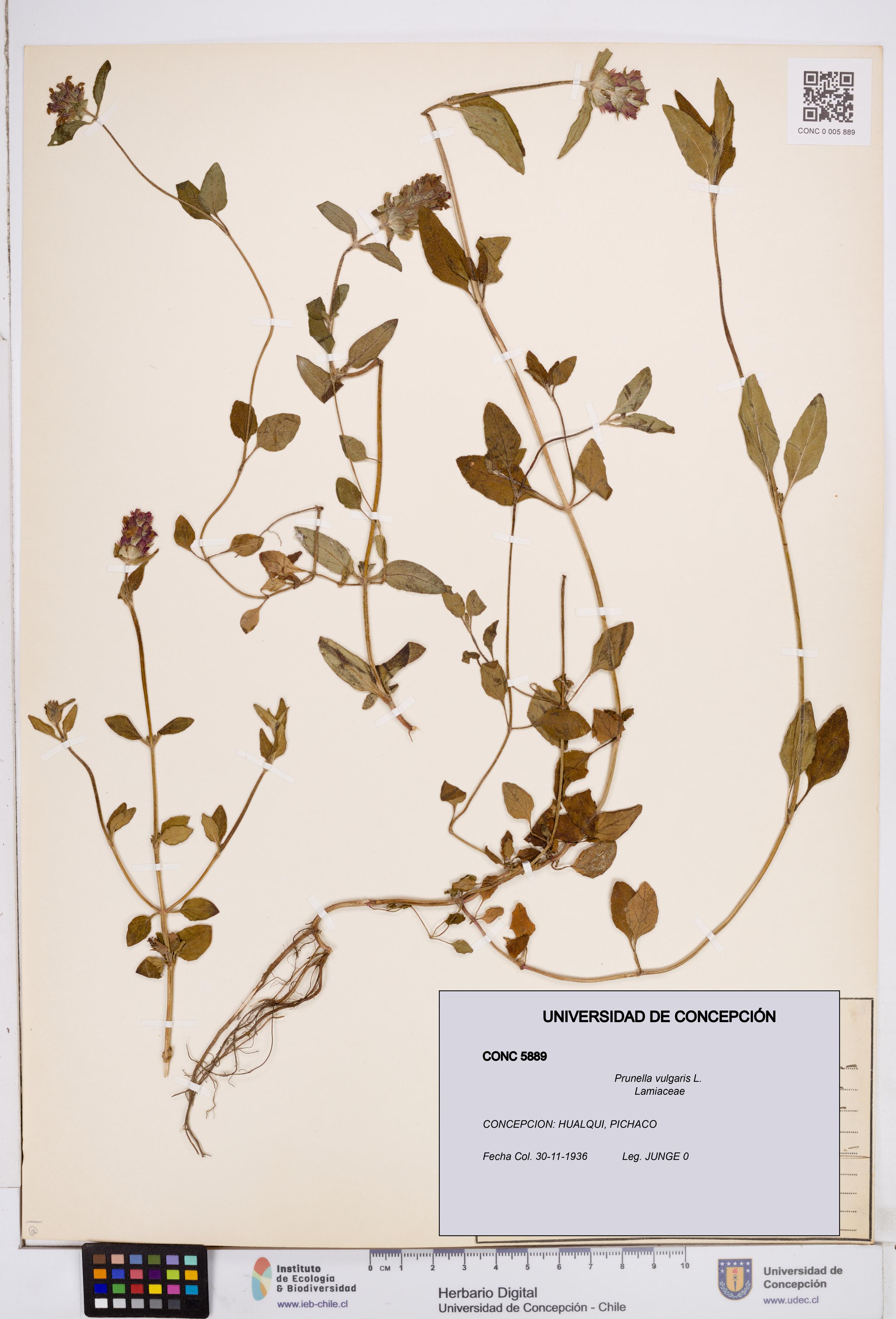 Prunella vulgaris [Espécimen: ]