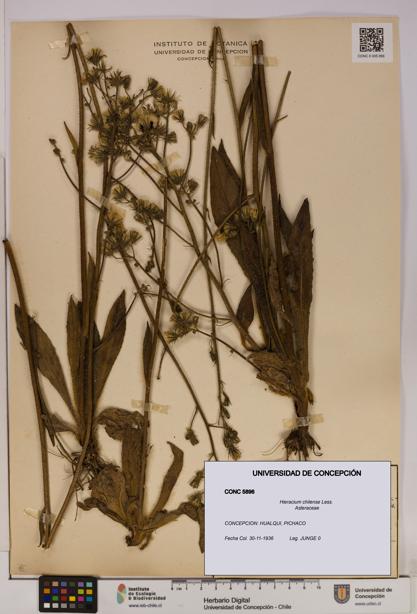 Hieracium chilense [Espécimen: UDEC:CONC:0005896]