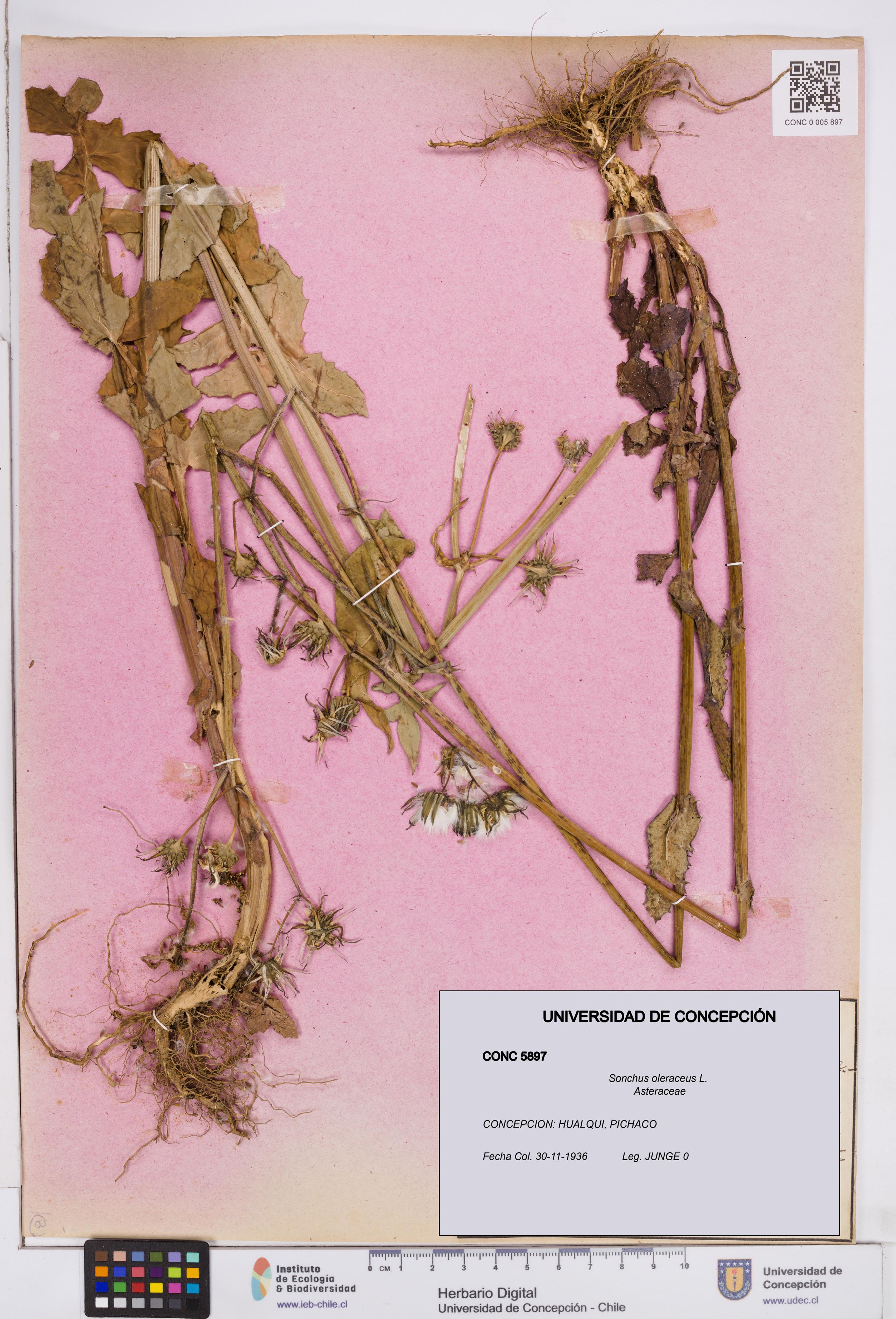Sonchus oleraceus [Espécimen: ]