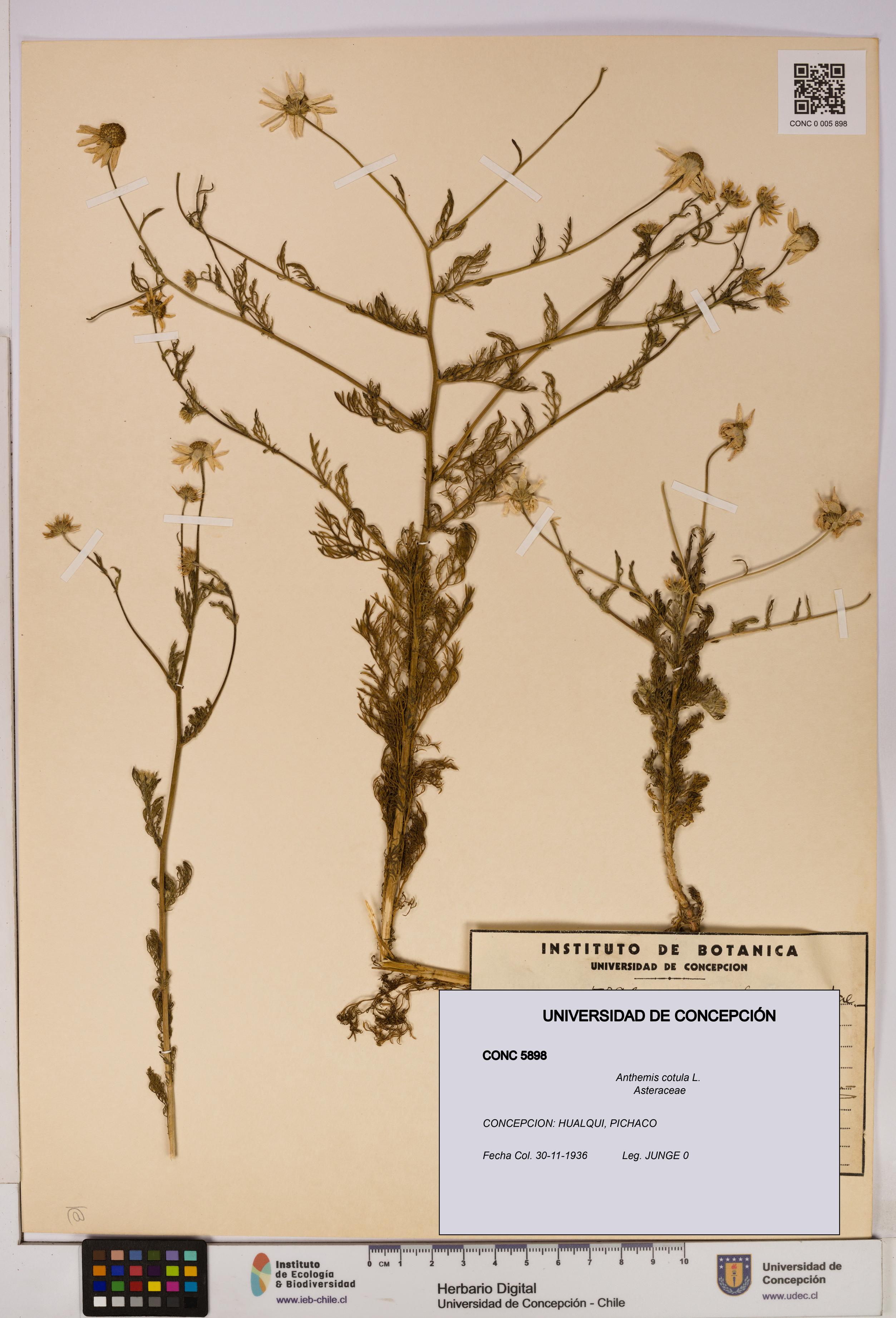 Anthemis cotula [Espécimen: UDEC:CONC:0005898]