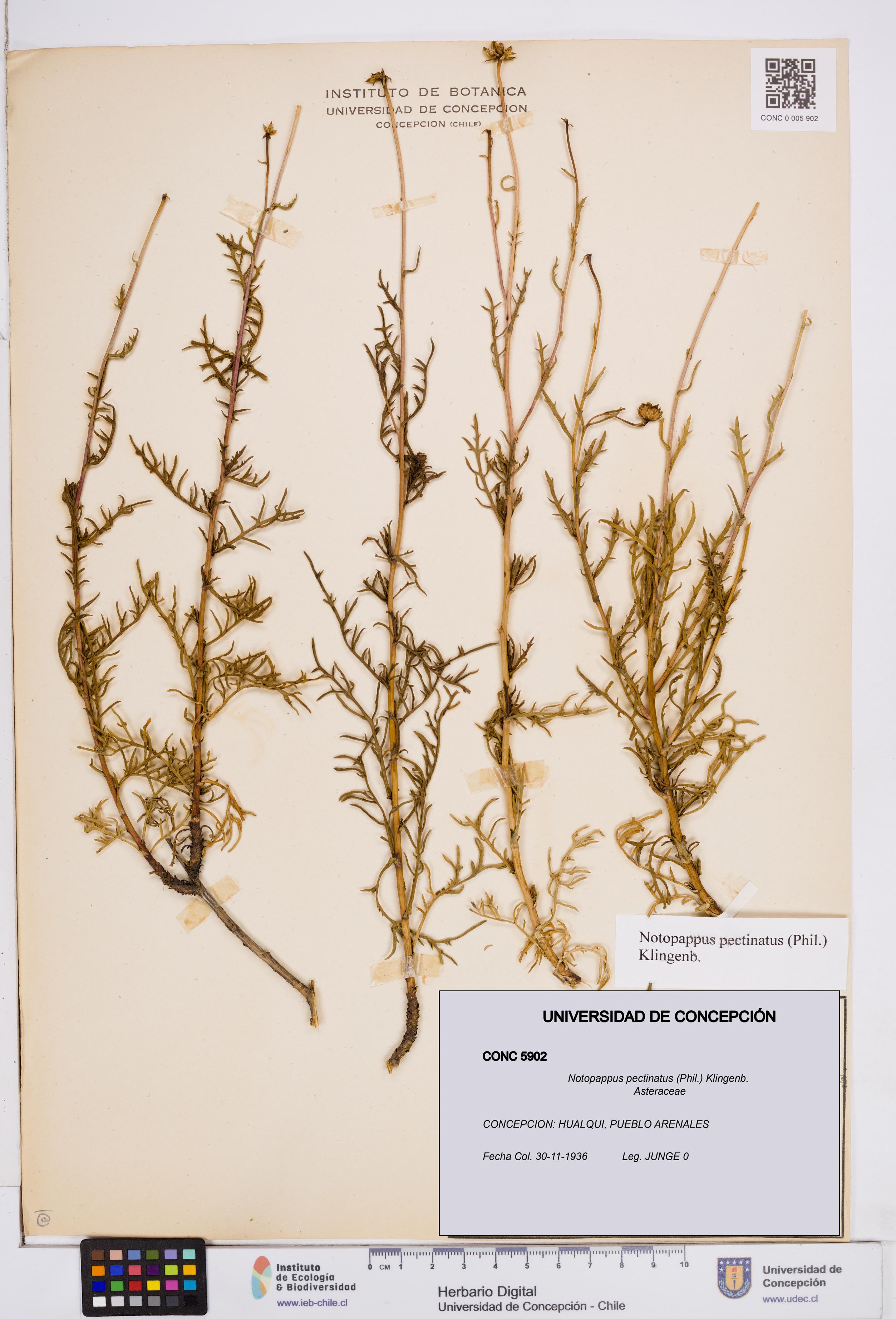 Notopappus pectinatus [Espécimen: ]
