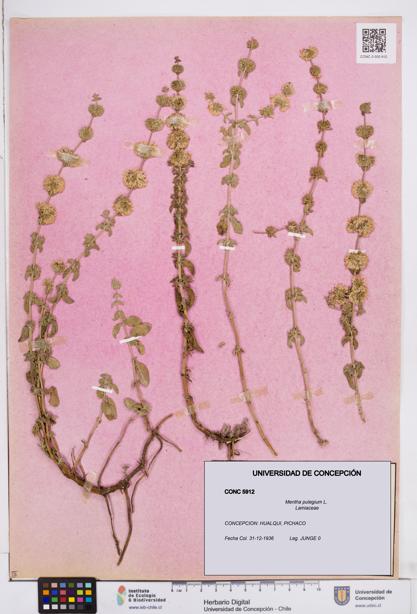 Mentha pulegium [Espécimen: ]