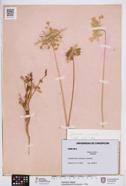 Daucus carota [Espécimen: ]