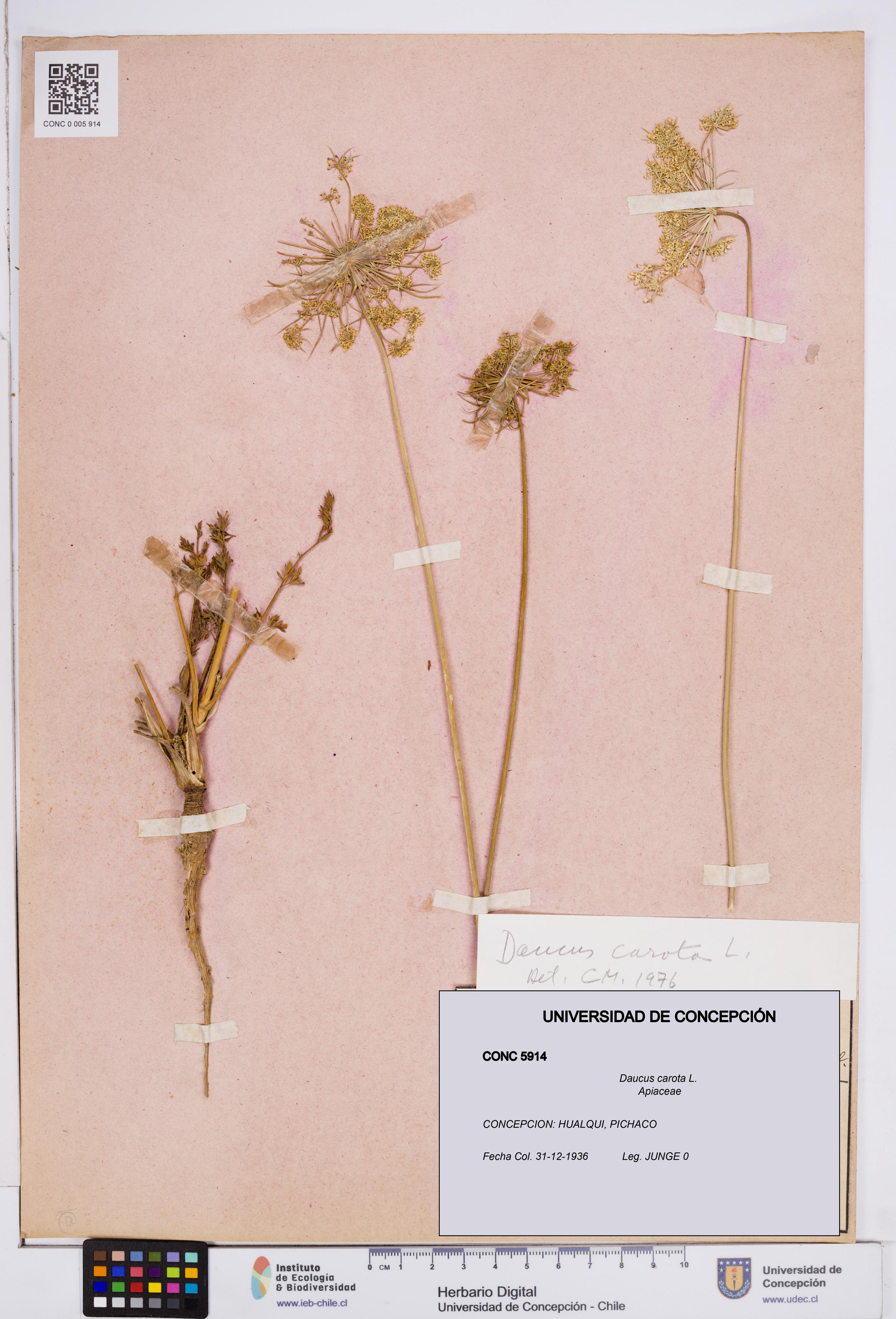 Daucus carota [Espécimen: ]