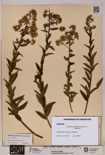 Baccharis racemosa [Espécimen: UDEC:CONC:0005918]