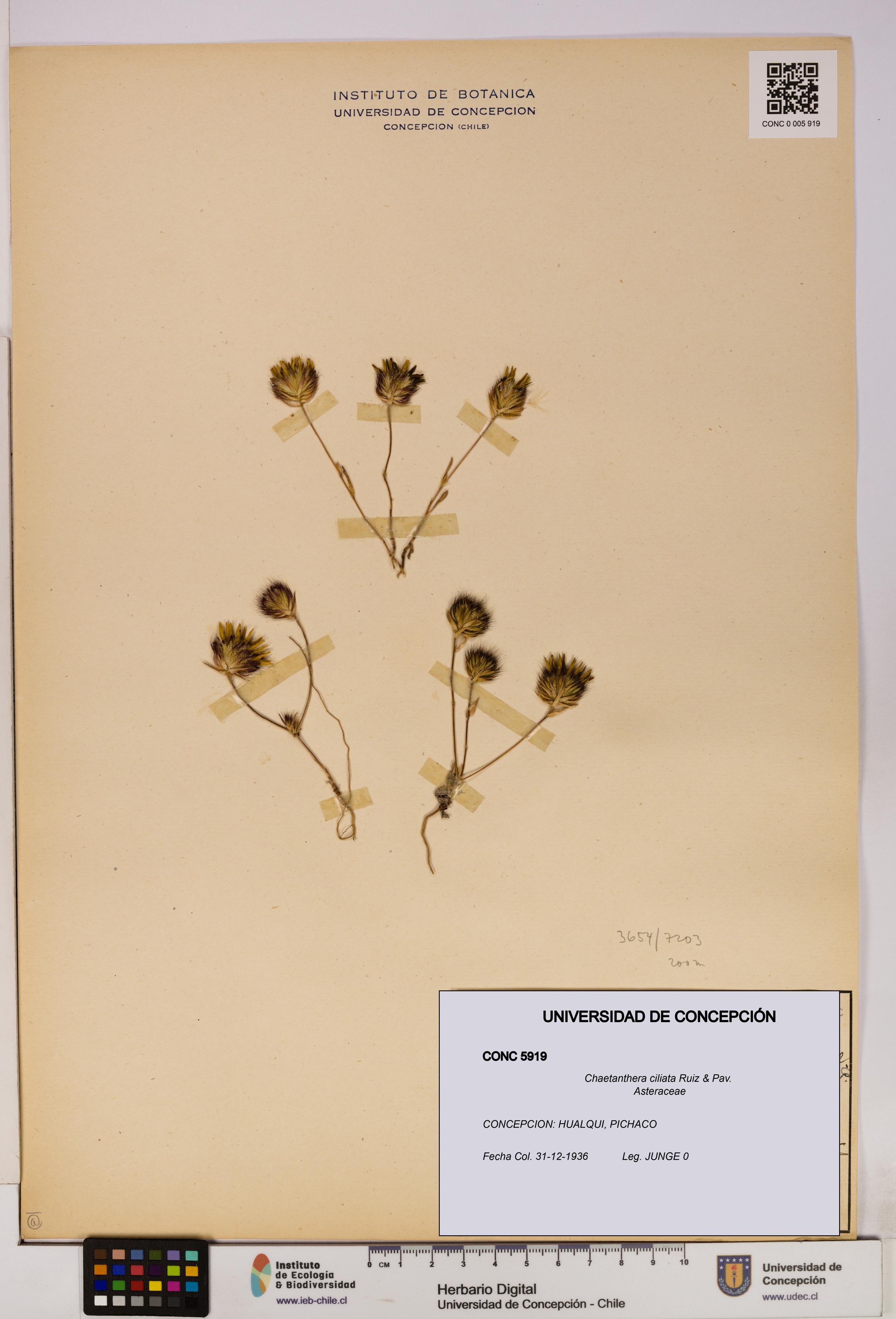 Chaetanthera ciliata [Espécimen: UDEC:CONC:0005919]