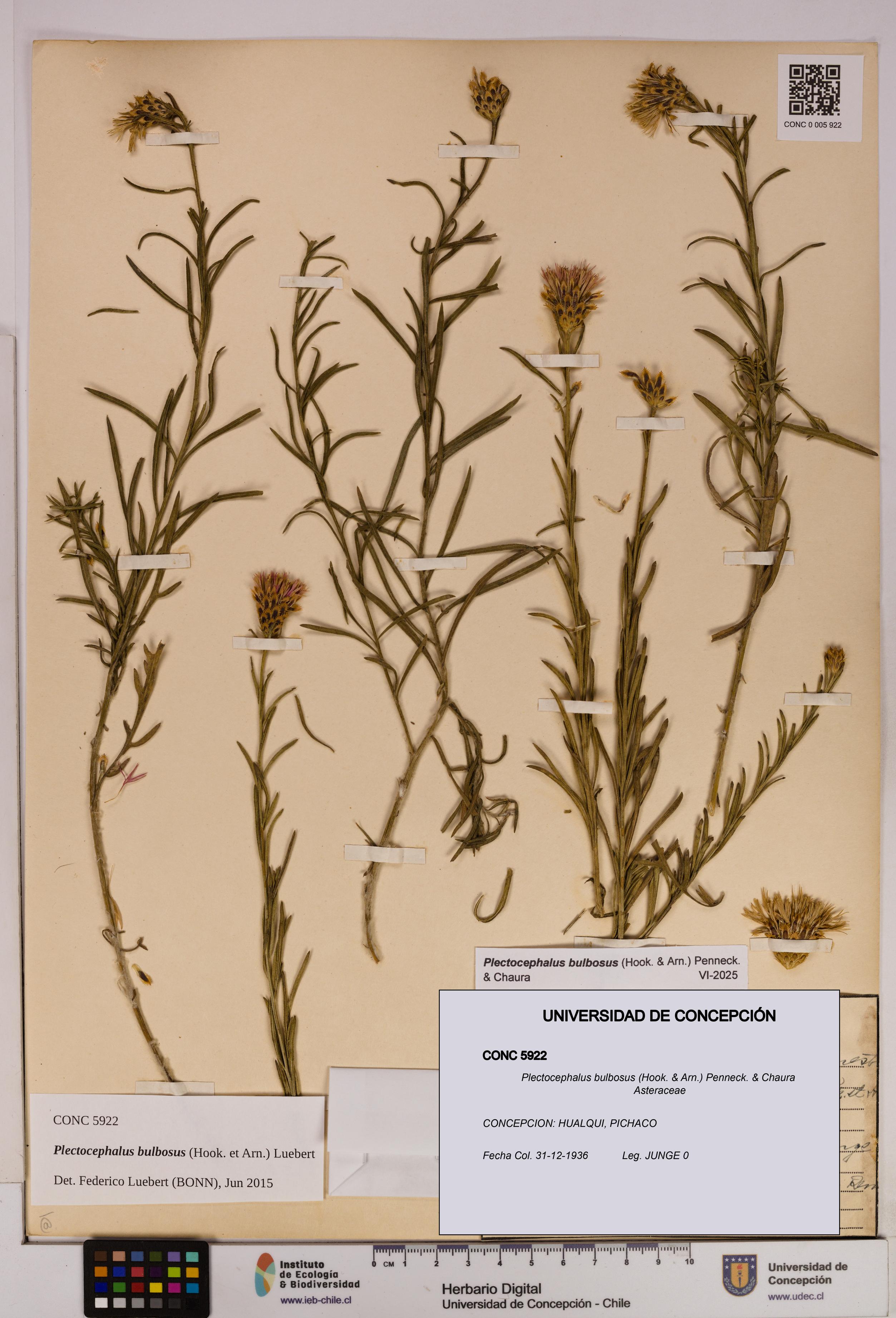 Plectocephalus bulbosus [Espécimen: UDEC:CONC:0005922]