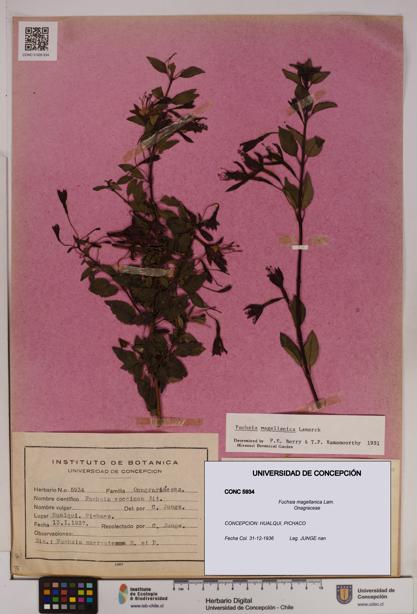 Fuchsia magellanica [Espécimen: UDEC:CONC:0005934]