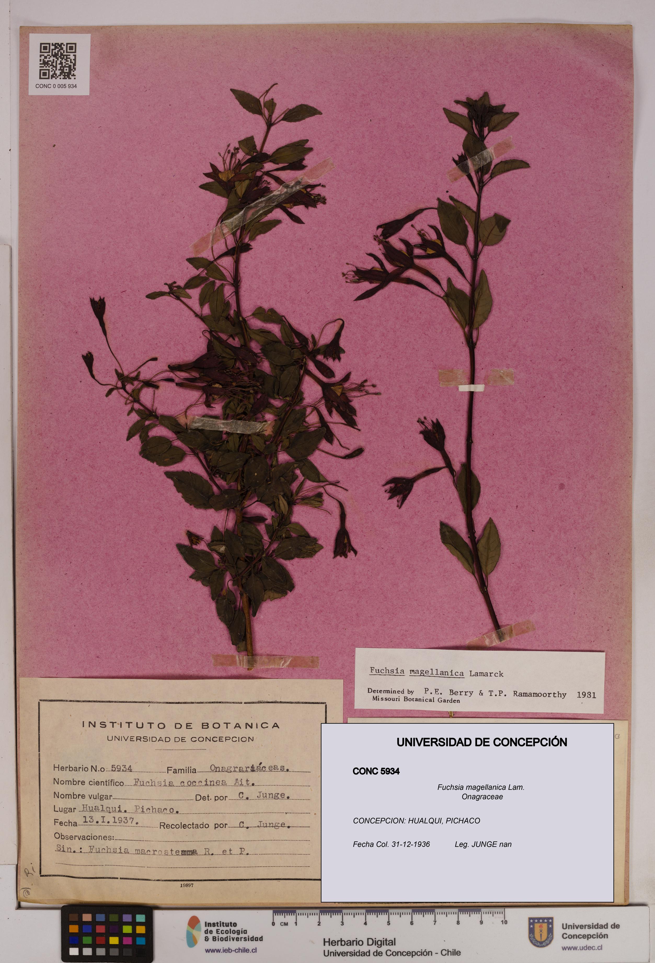 Fuchsia magellanica [Espécimen: UDEC:CONC:0005934]