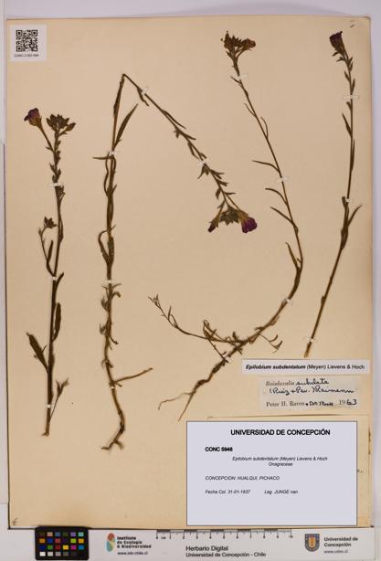 Epilobium subdentatum [Espécimen: UDEC:CONC:0005946]