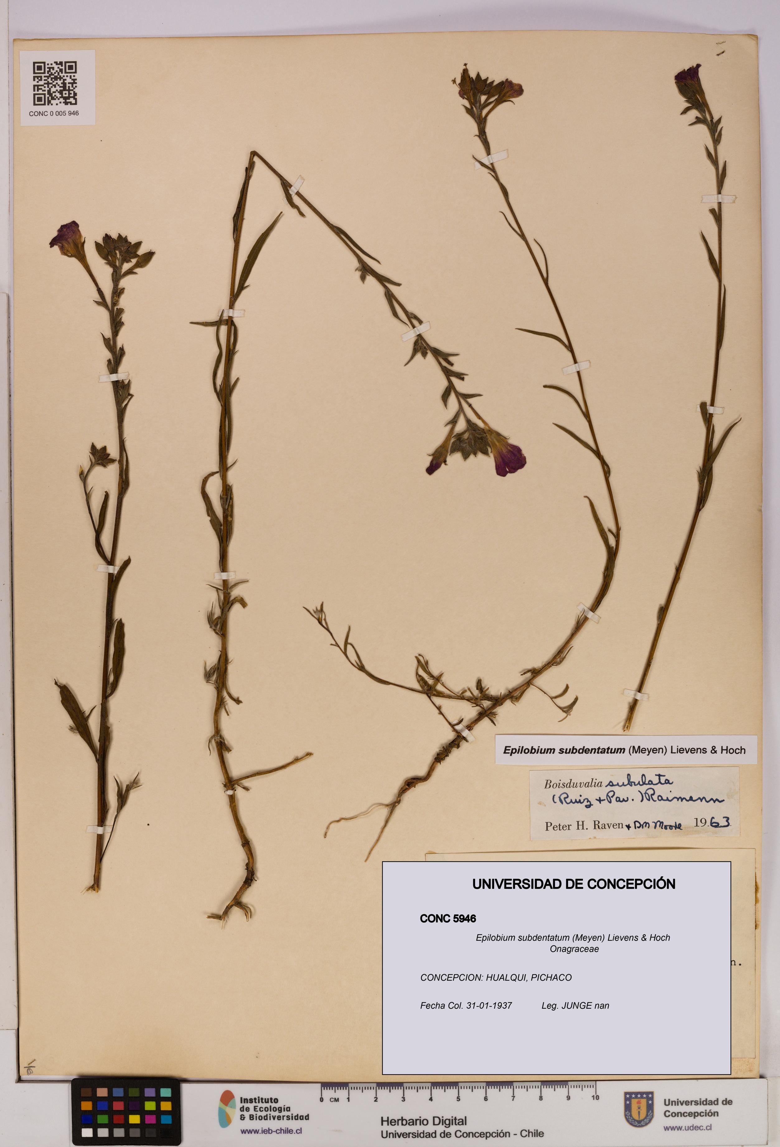 Epilobium subdentatum [Espécimen: UDEC:CONC:0005946]