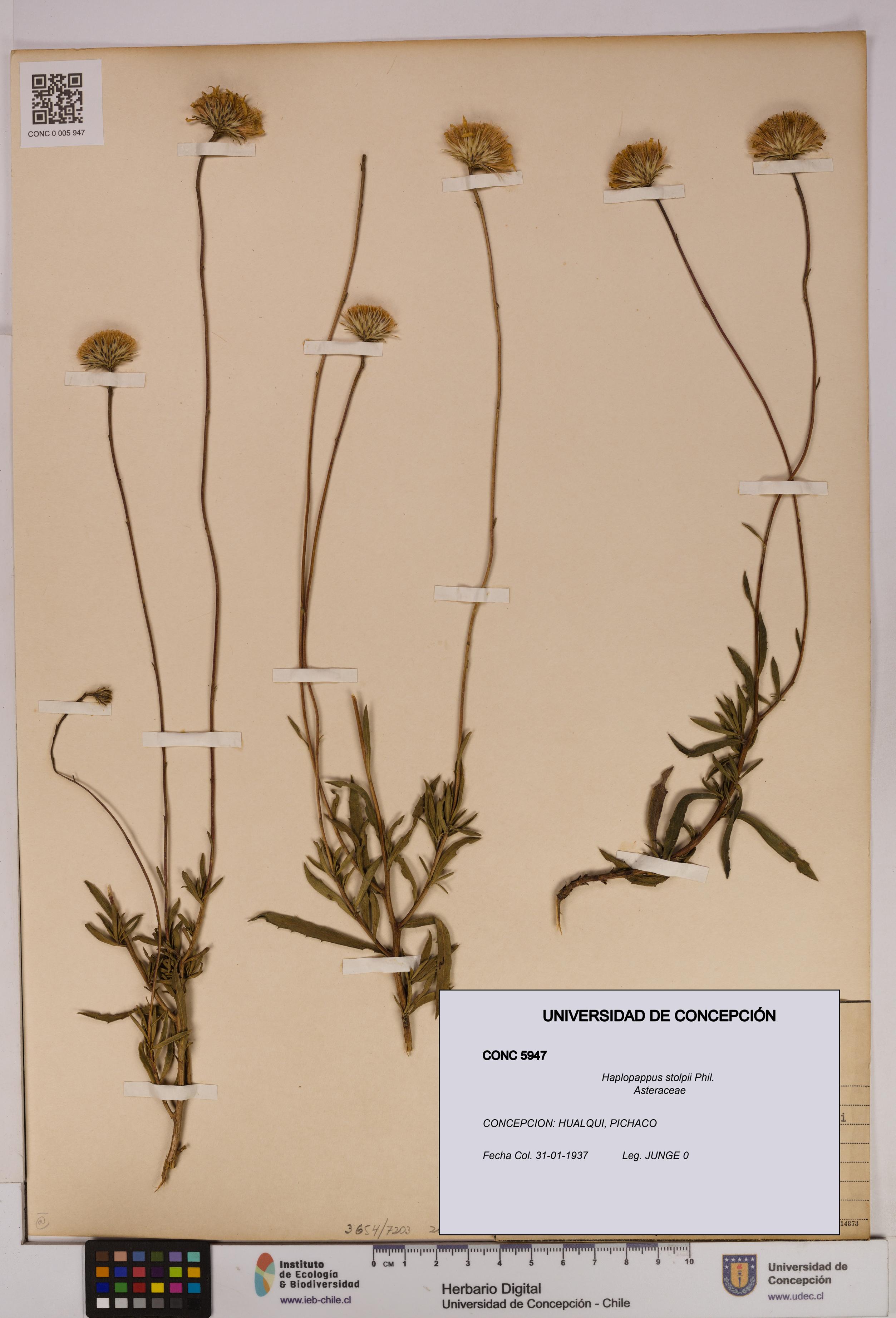 Haplopappus stolpii [Espécimen: UDEC:CONC:0005947]