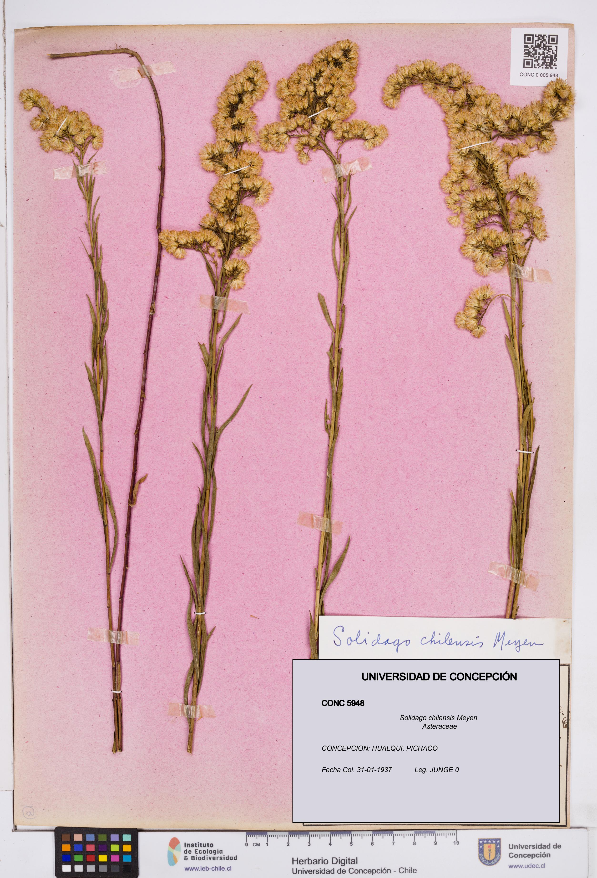 Solidago chilensis [Espécimen: ]