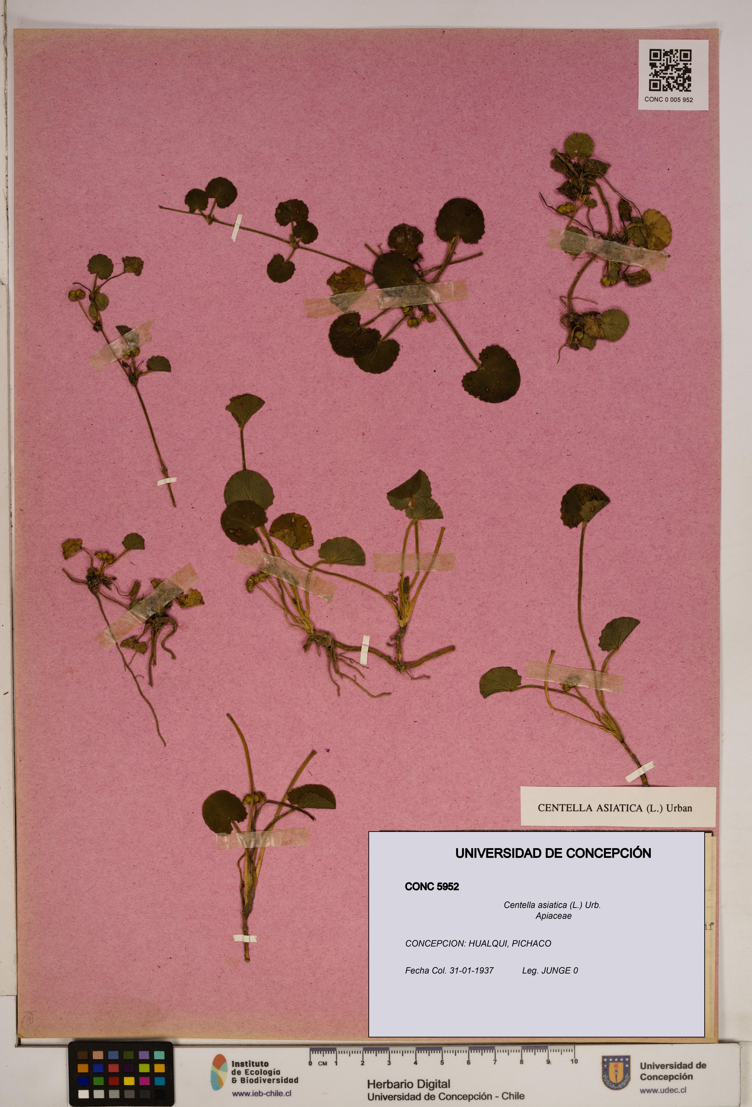 Centella asiatica [Espécimen: ]
