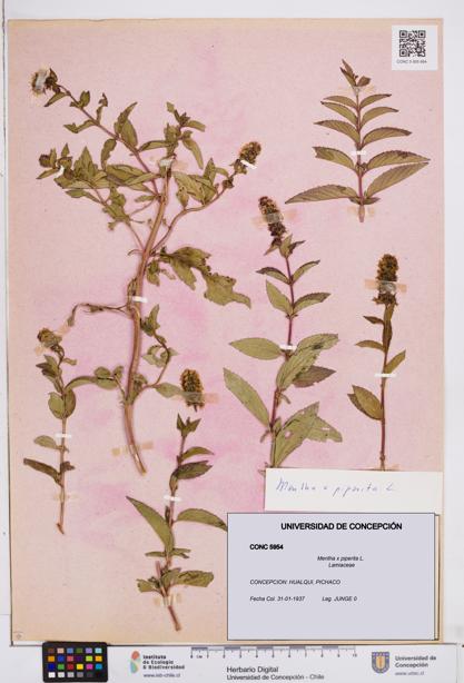 Mentha x piperita [Espécimen: ]