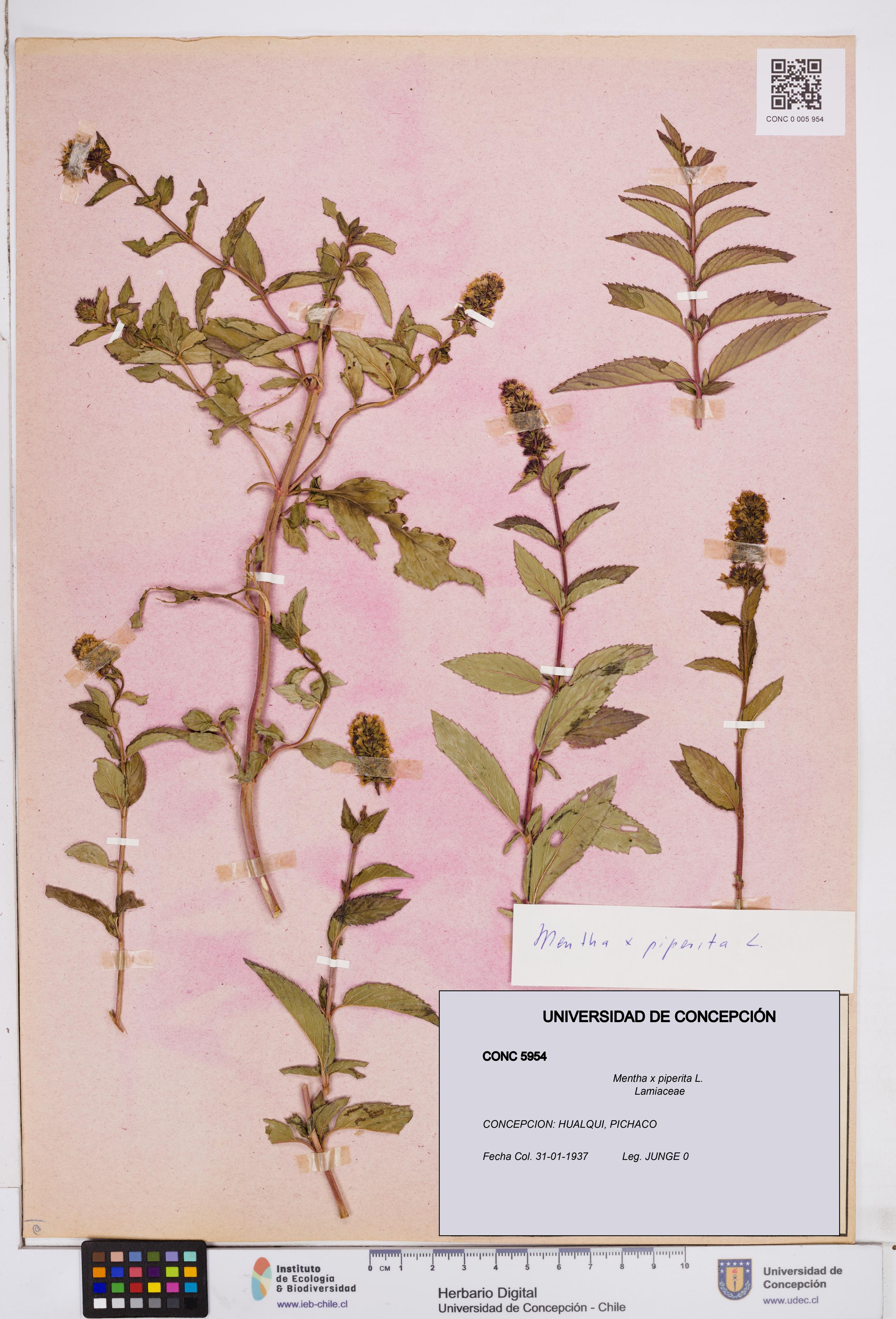 Mentha x piperita [Espécimen: ]