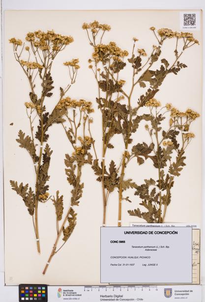 Tanacetum parthenium [Espécimen: ]
