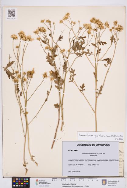 Tanacetum parthenium [Espécimen: ]