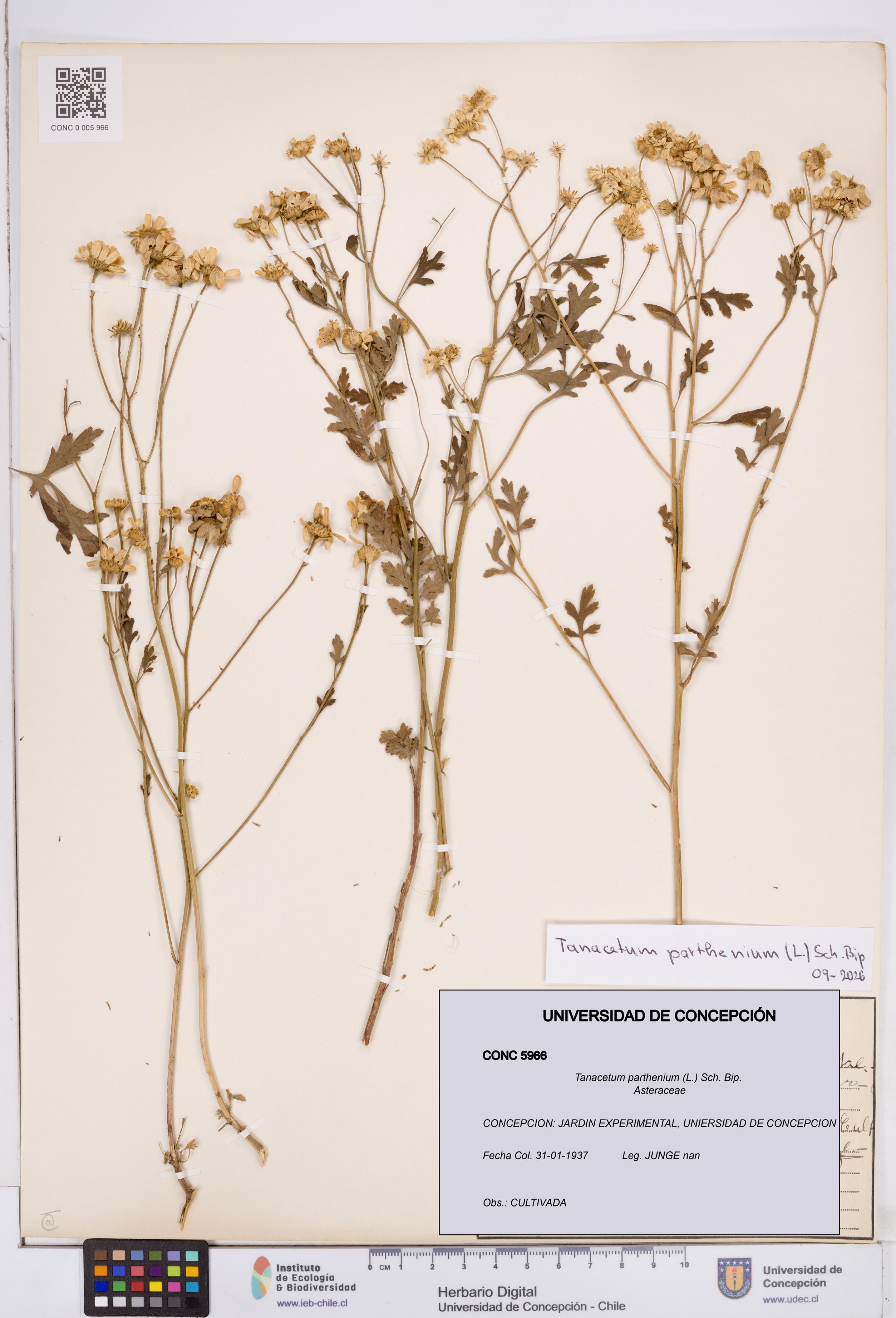 Tanacetum parthenium [Espécimen: ]