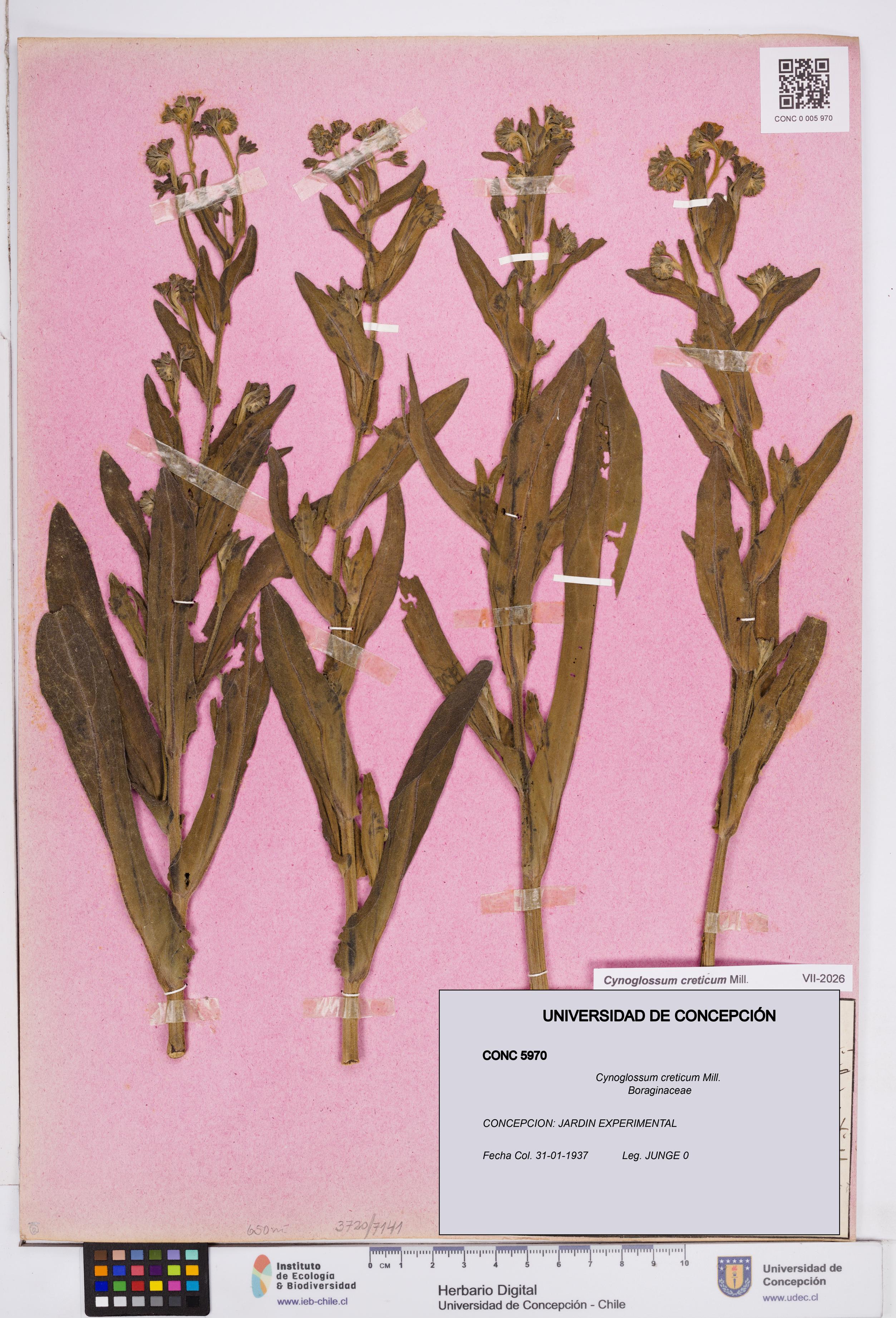 Cynoglossum creticum [Espécimen: ]