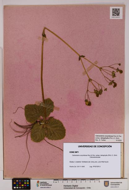 Calceolaria corymbosa [Espécimen: UDEC:CONC:0005971]