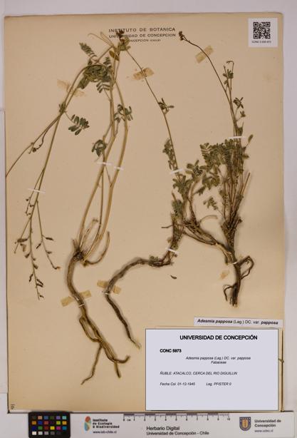 Adesmia papposa var. papposa [Espécimen: UDEC:CONC:0005973]