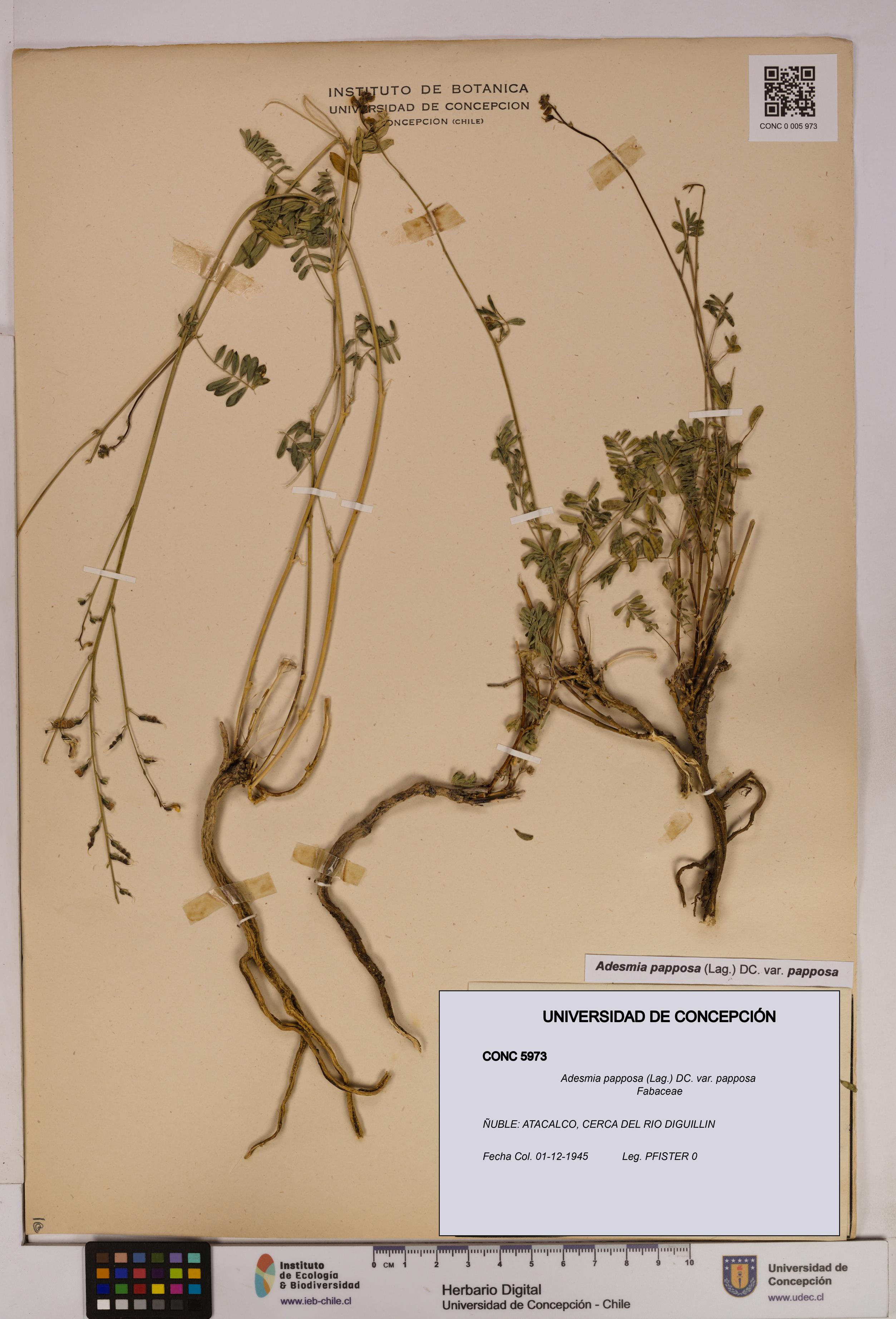 Adesmia papposa var. papposa [Espécimen: UDEC:CONC:0005973]