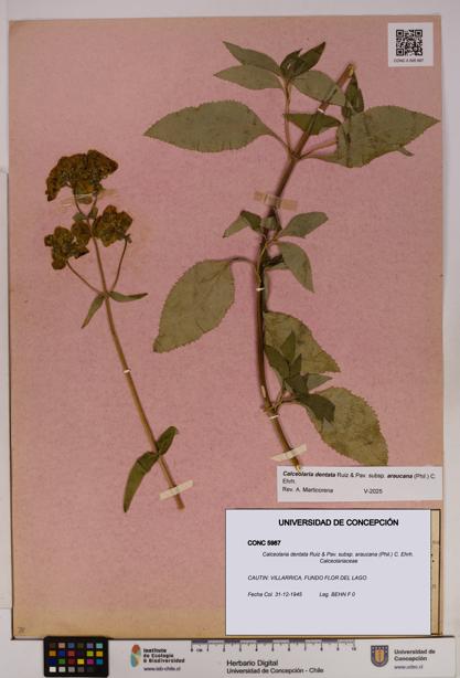 Calceolaria dentata subsp. araucana [Espécimen: UDEC:CONC:0005987]