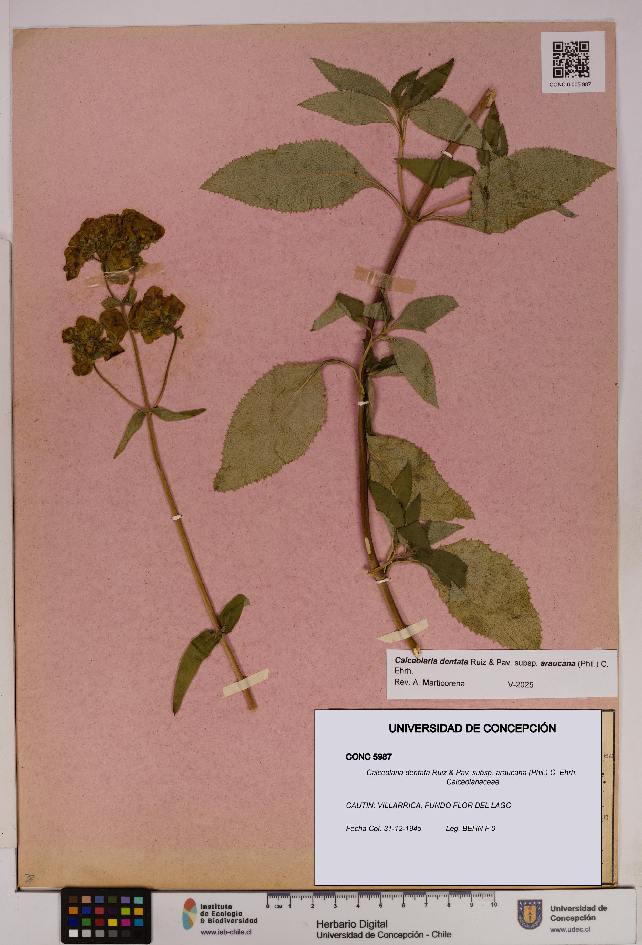 Calceolaria dentata subsp. araucana [Espécimen: UDEC:CONC:0005987]