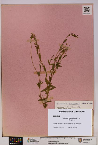 Epilobium puberulum [Espécimen: UDEC:CONC:0005989]