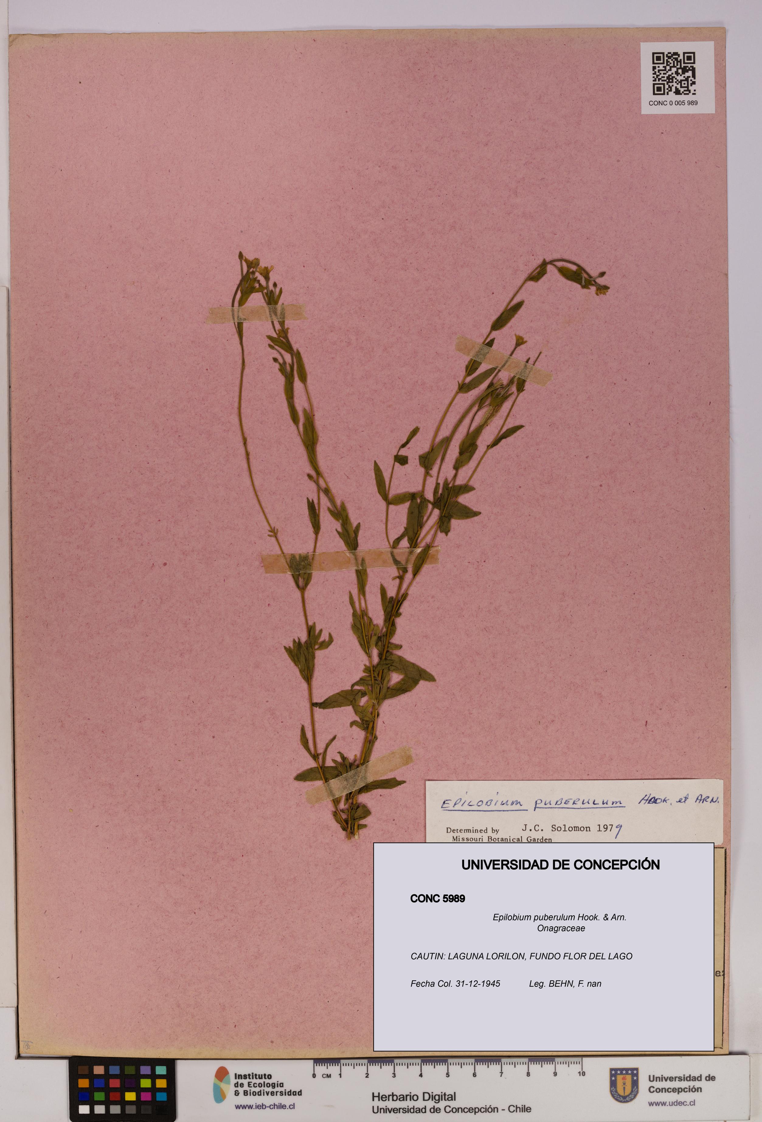 Epilobium puberulum [Espécimen: UDEC:CONC:0005989]