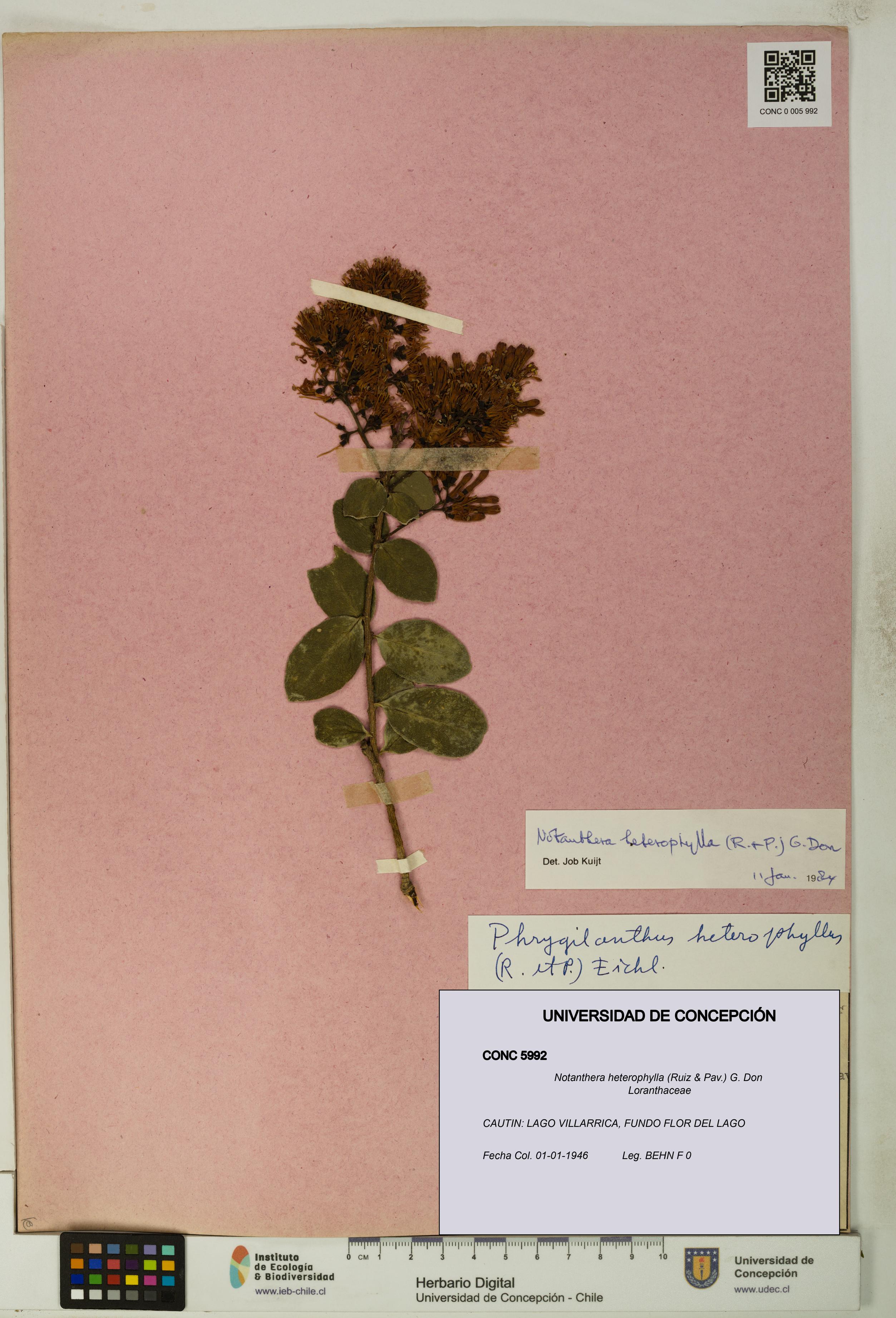 Notanthera heterophylla [Espécimen: UDEC:CONC:0005992]
