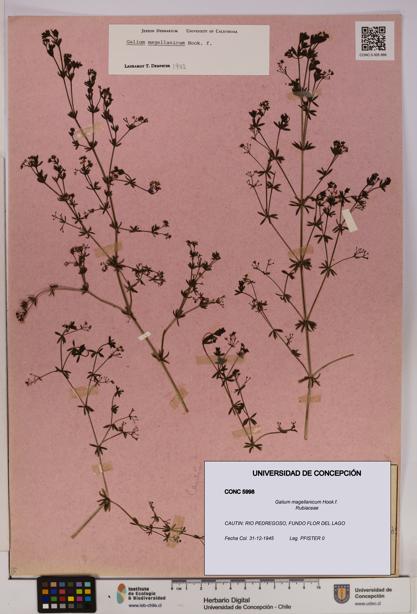 Galium magellanicum [Espécimen: UDEC:CONC:0005998]