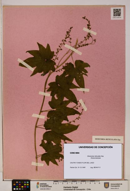 Dioscorea reticulata [Espécimen: ]