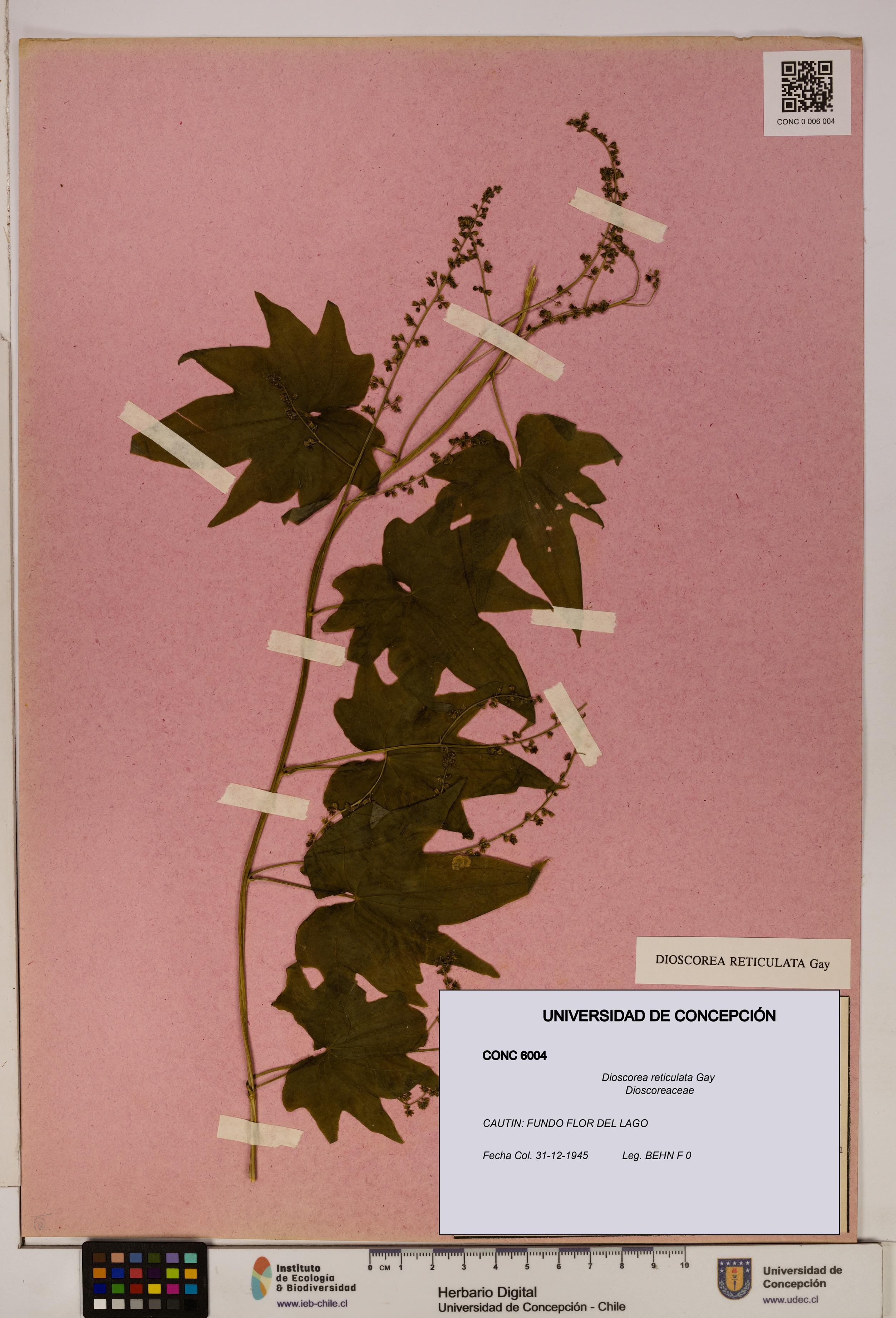 Dioscorea reticulata [Espécimen: ]