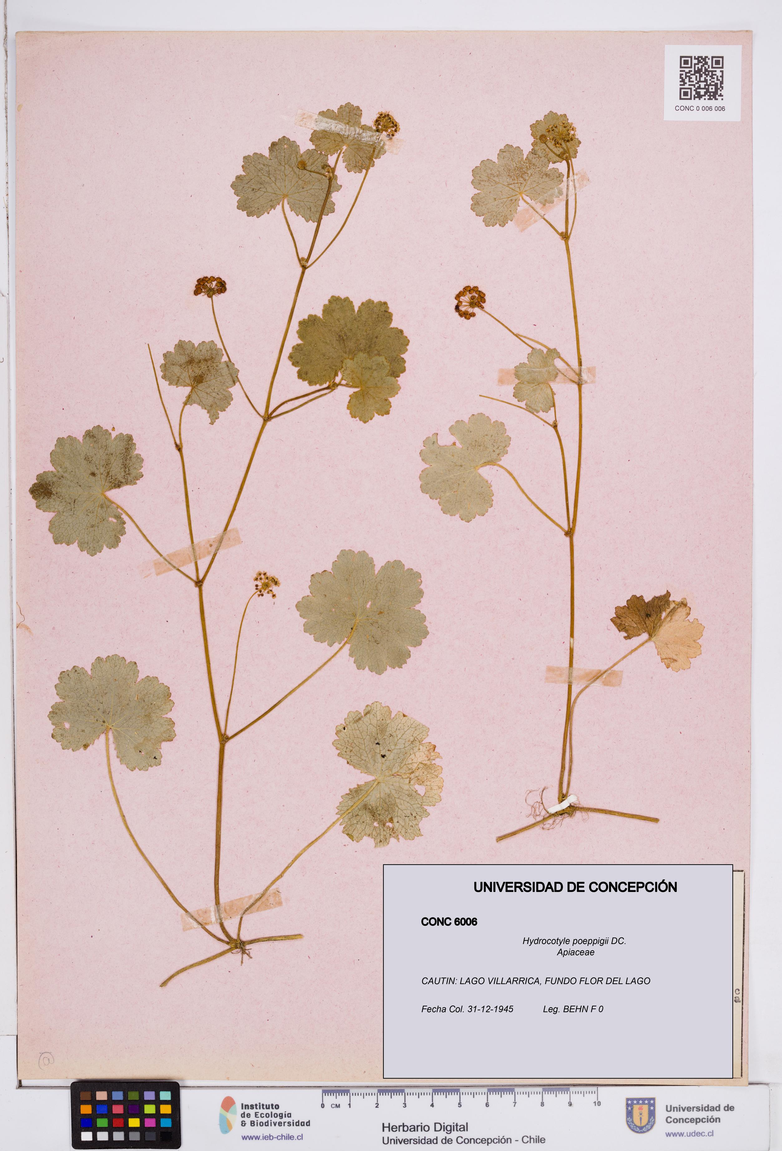 Hydrocotyle poeppigii [Espécimen: ]