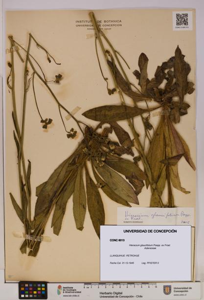 Hieracium glaucifolium [Espécimen: UDEC:CONC:0006013]