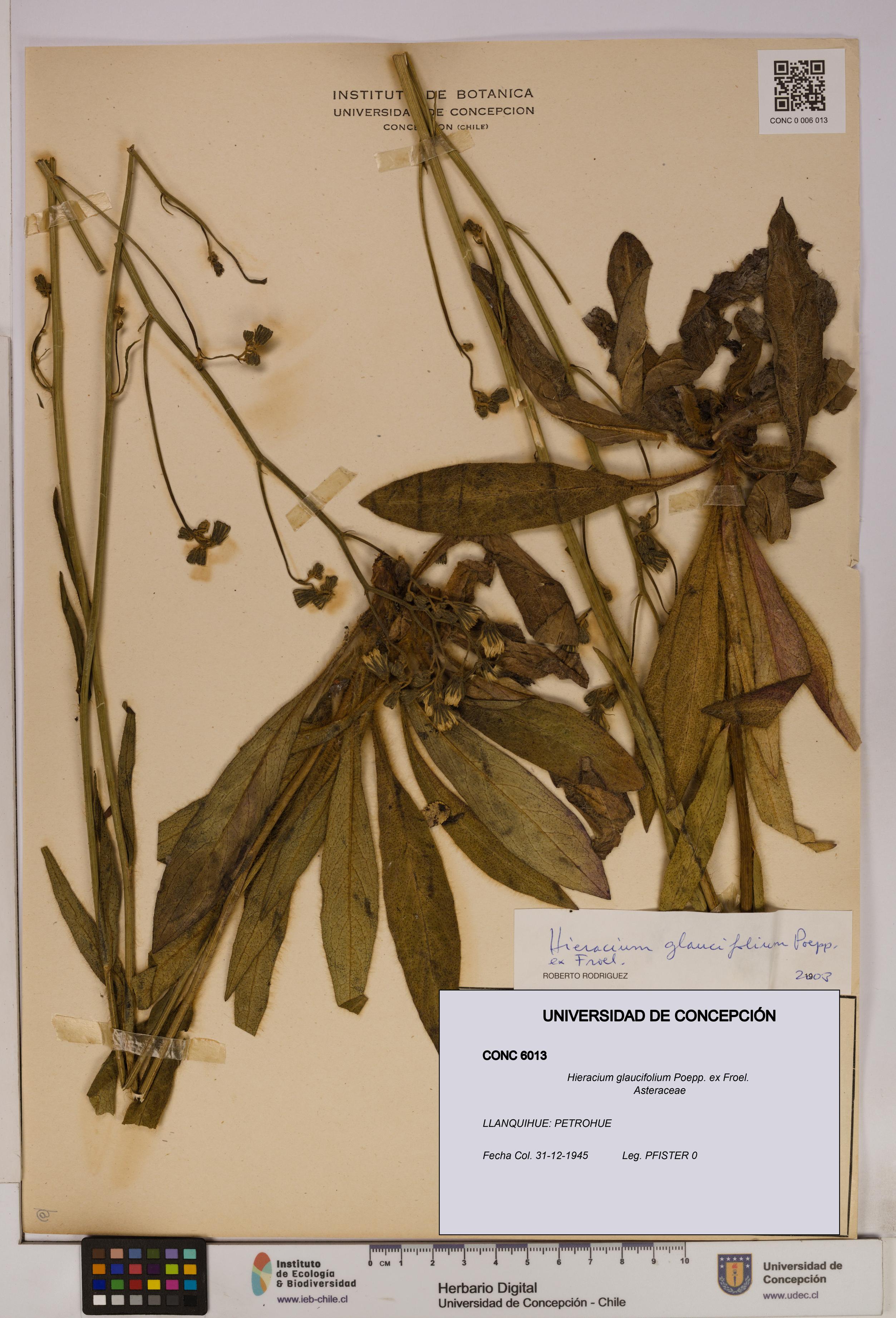 Hieracium glaucifolium [Espécimen: UDEC:CONC:0006013]