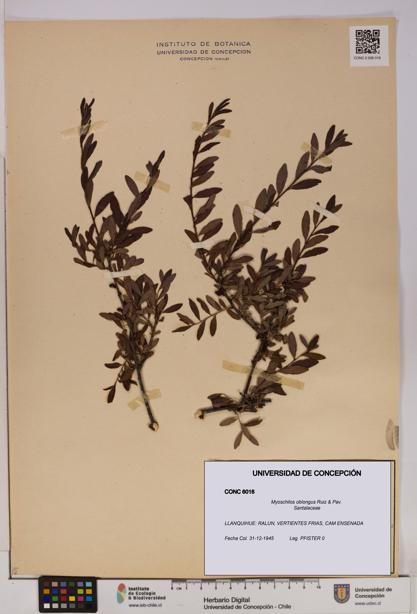 Myoschilos oblongus [Espécimen: UDEC:CONC:0006016]