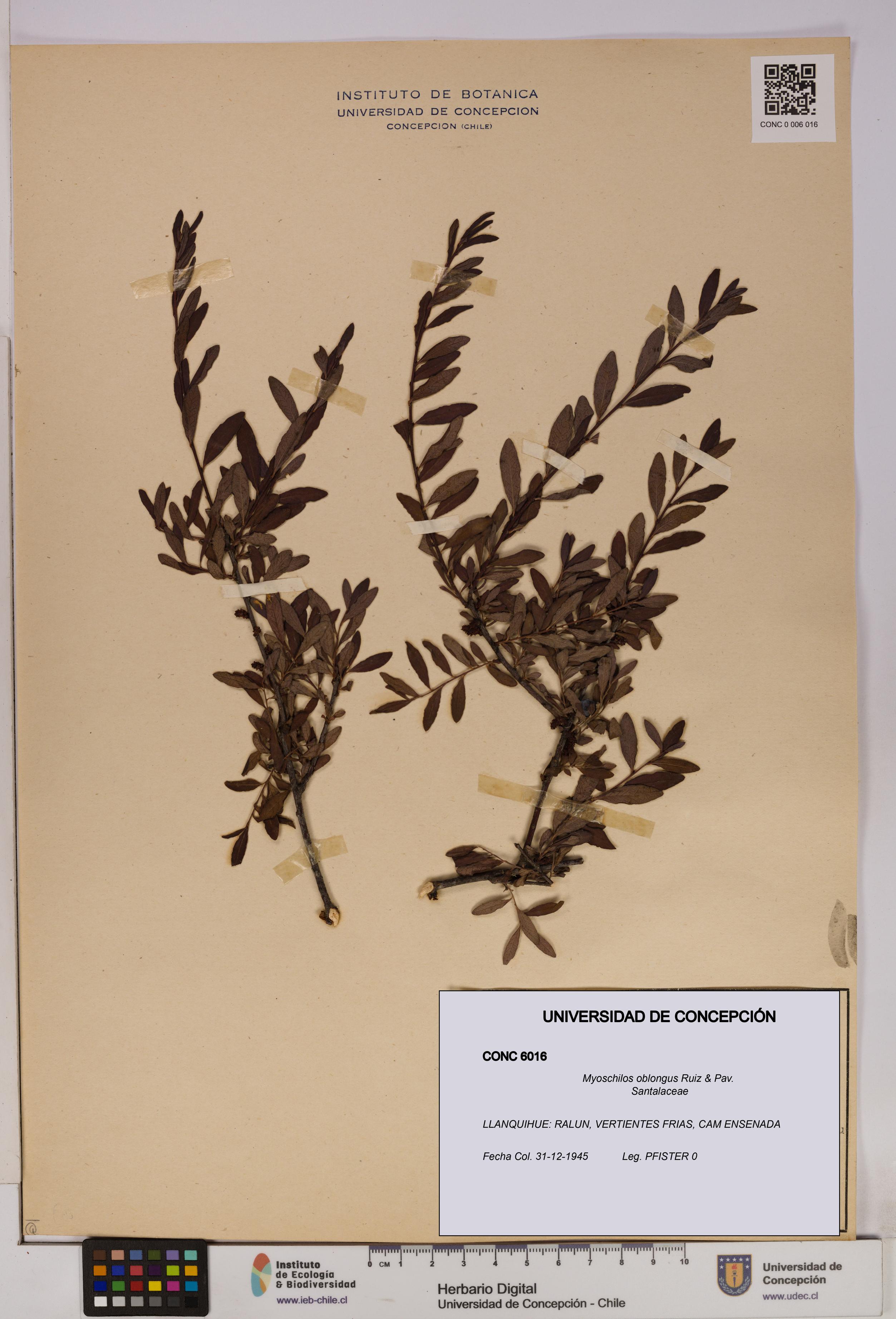 Myoschilos oblongus [Espécimen: UDEC:CONC:0006016]