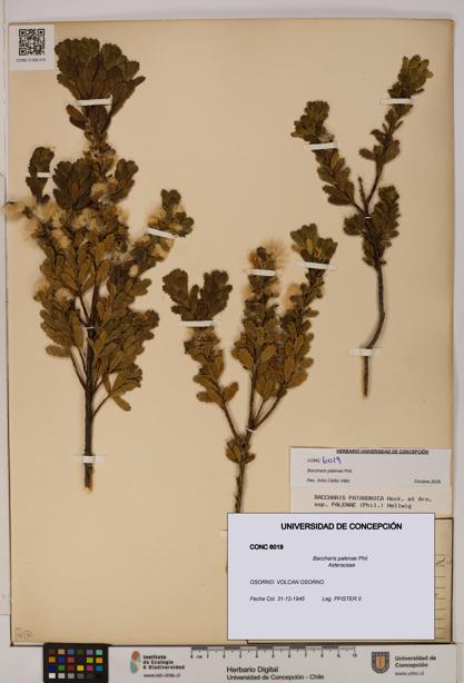 Baccharis patagonica [Espécimen: UDEC:CONC:0006019]