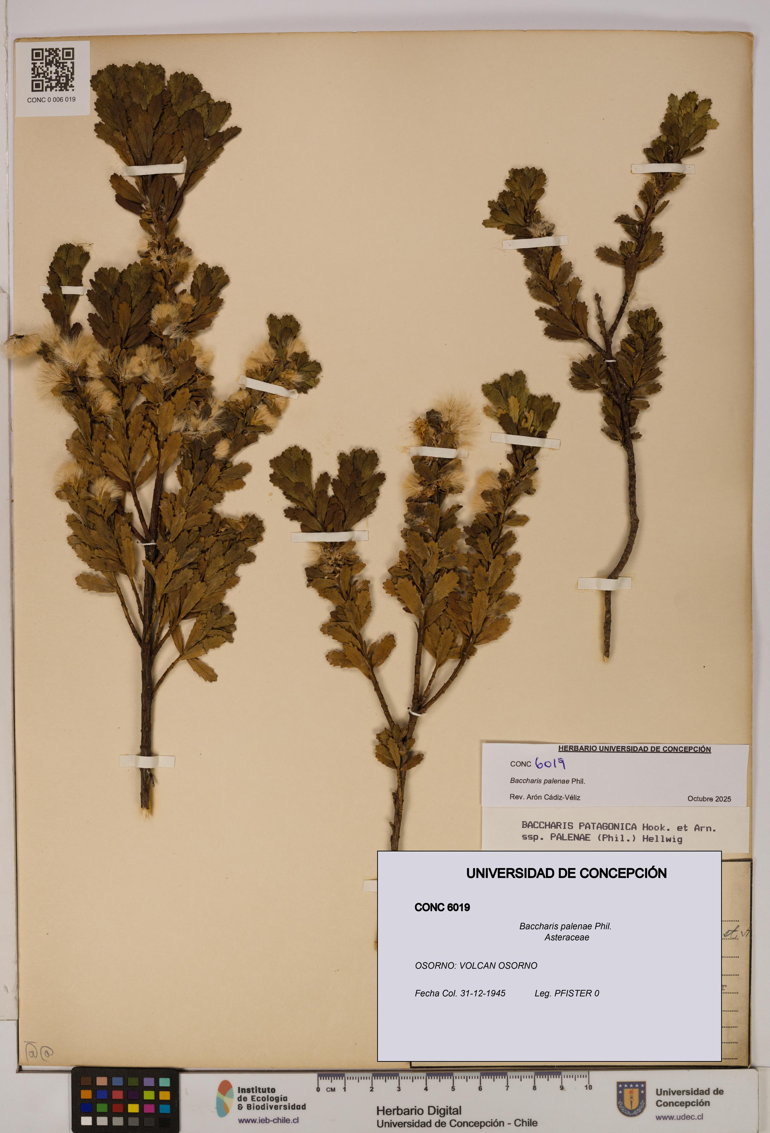 Baccharis patagonica [Espécimen: UDEC:CONC:0006019]